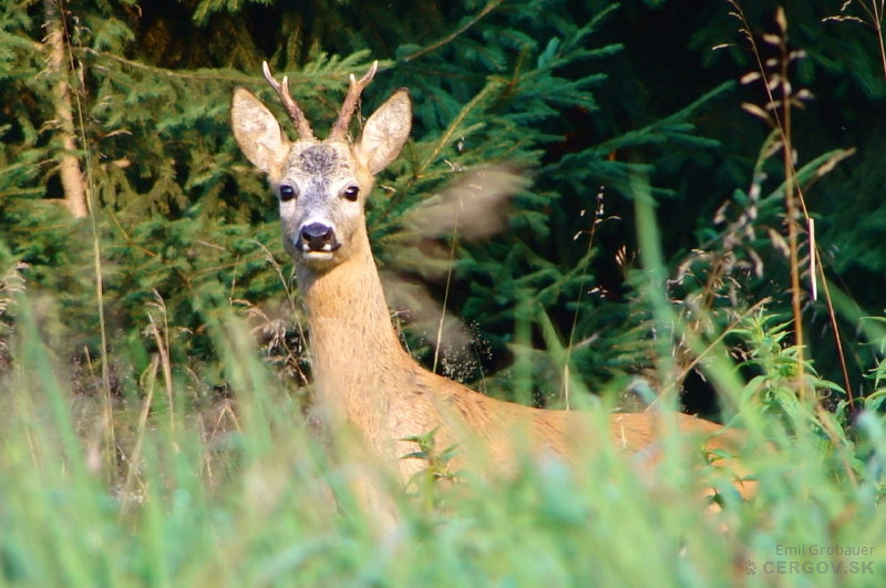 Srnec lesný - Capreolus capreolus