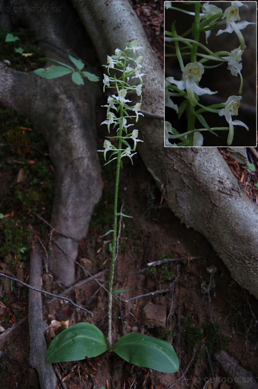 Vemenník zelenkastý - Platanthera chlorantha