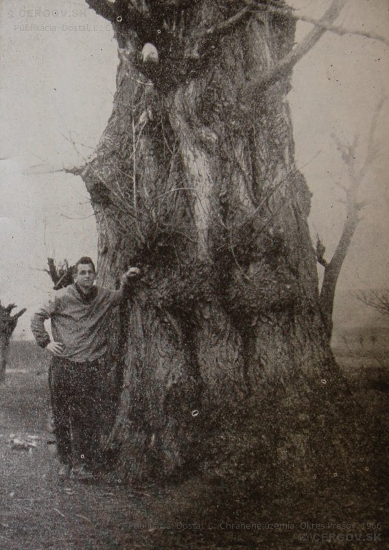 Topoľ čierny pri Ľutine