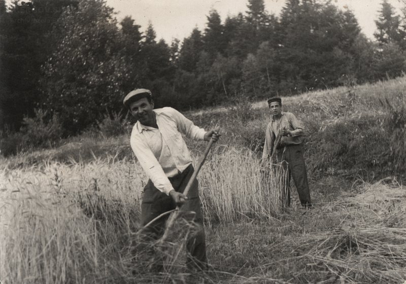 Ručná žatva obilia pri osade Baranie. Bratia Blaščákovci.