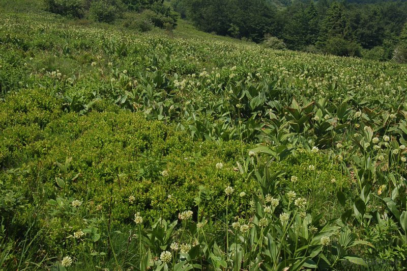 Národná prírodná rezervácia Čergovský Minčol