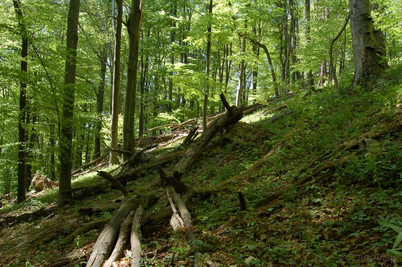 Národná prírodná rezervácia Hradová hora