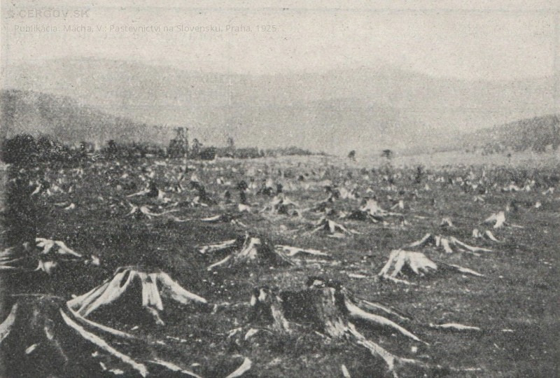 Premena lesných pozemkov na pastviny a pole. Pastvina so starými 8 ročnými hnijúcimi pňami. Obec Michalková, okres Brezno. Str. 382.