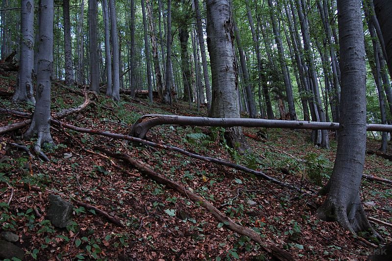 Bukový prales Bukového vrchu