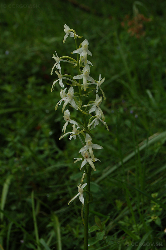 Vemenník dvojlistý - Platanthera bifolia
