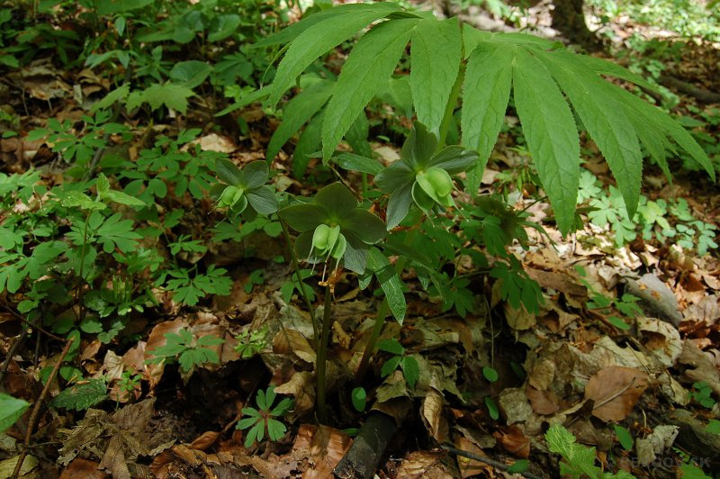 Čemerica purpurová (Helleborus purpurascens)